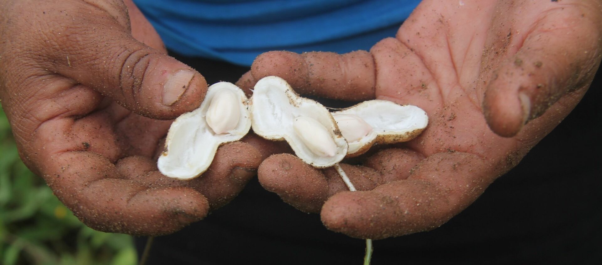 Manos de indígena mexicano con un maní - Sputnik Mundo, 1920, 07.02.2019