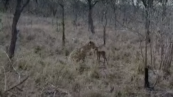 Un leopardo hace realidad la peor pesadilla de un bebé impala - Sputnik Mundo