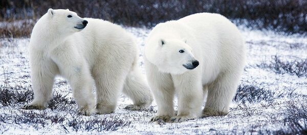 Osos polares - Sputnik Mundo