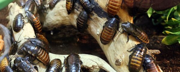 Unas cucarachas - Sputnik Mundo