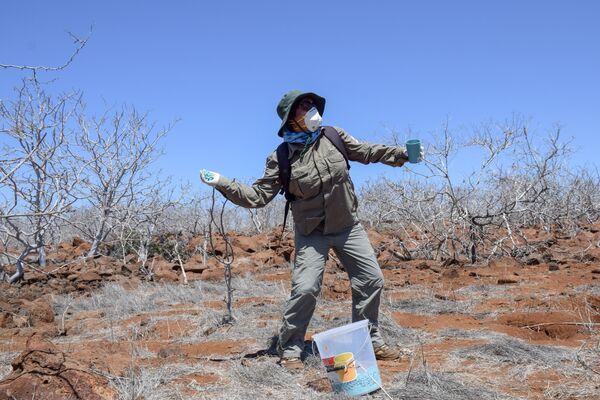 Colocación del cebo para la erradicación de roedores en Seymour Norte  - Sputnik Mundo