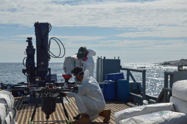 Colocación del cebo para la erradicación de roedores en Seymour Norte  - Sputnik Mundo