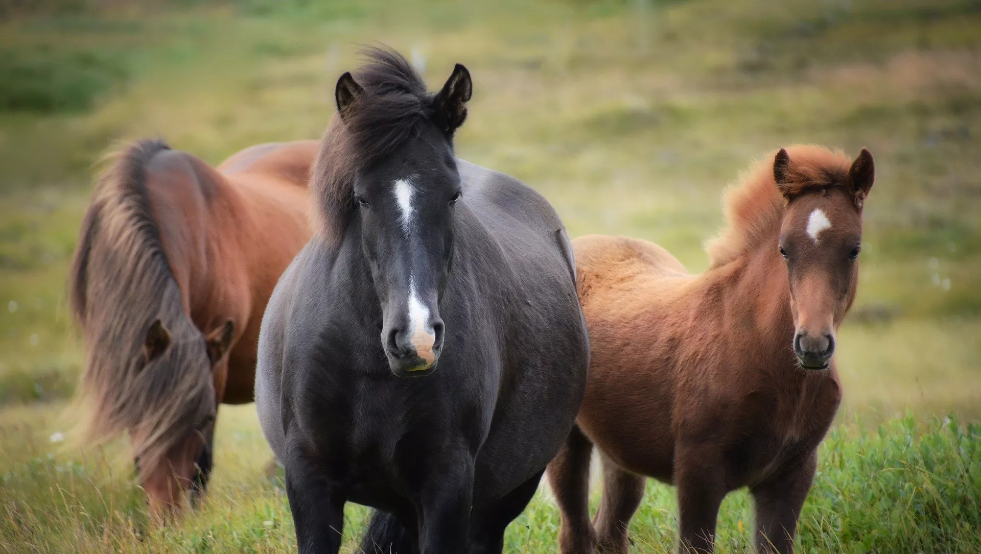 Caballos (imagen referencial)