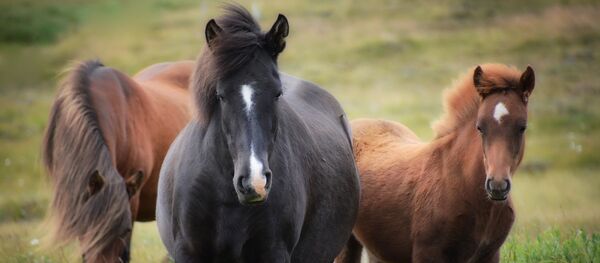 Caballos (imagen referencial) - Sputnik Mundo