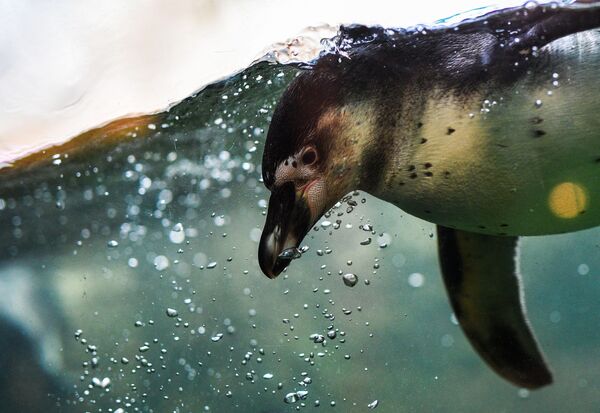 Un tauraco persa, un galago del Senegal y un orangután de Borneo: el zoo de Moscú cumple 155 años - Sputnik Mundo