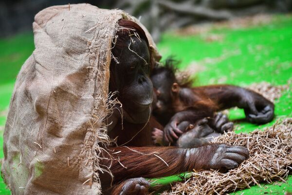 Un tauraco persa, un galago del Senegal y un orangután de Borneo: el zoo de Moscú cumple 155 años - Sputnik Mundo