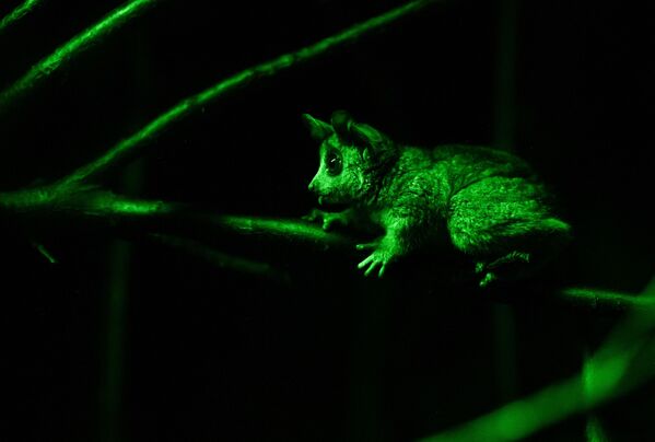 Un tauraco persa, un galago del Senegal y un orangután de Borneo: el zoo de Moscú cumple 155 años - Sputnik Mundo