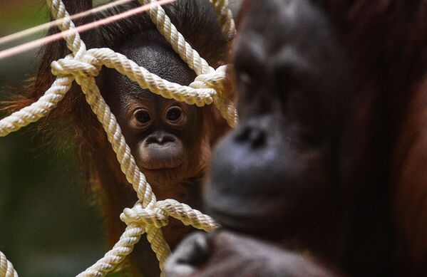 Un tauraco persa, un galago del Senegal y un orangután de Borneo: el zoo de Moscú cumple 155 años - Sputnik Mundo