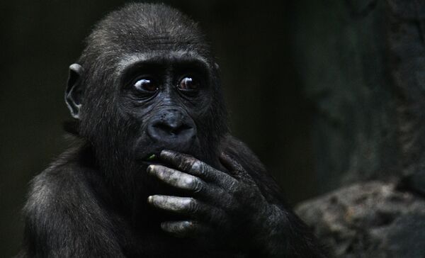 Un tauraco persa, un galago del Senegal y un orangután de Borneo: el zoo de Moscú cumple 155 años - Sputnik Mundo