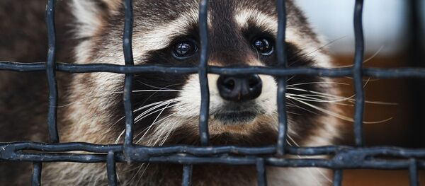 Un mapache (Archivo) - Sputnik Mundo