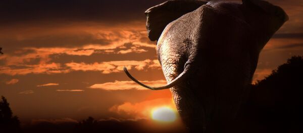 Silueta de un elefante Silueta de un elefante - Sputnik Mundo