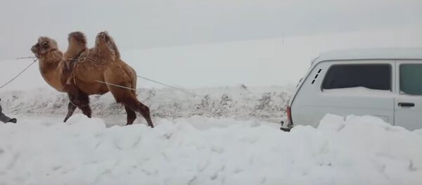 Un camello tira un auto de la nieve - Sputnik Mundo