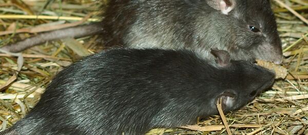 Rattus rattus (rata negra) - Sputnik Mundo