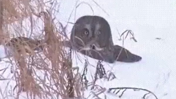Atrápame si puedes: un búho bucea en la nieve para alcanzar a su presa - Sputnik Mundo