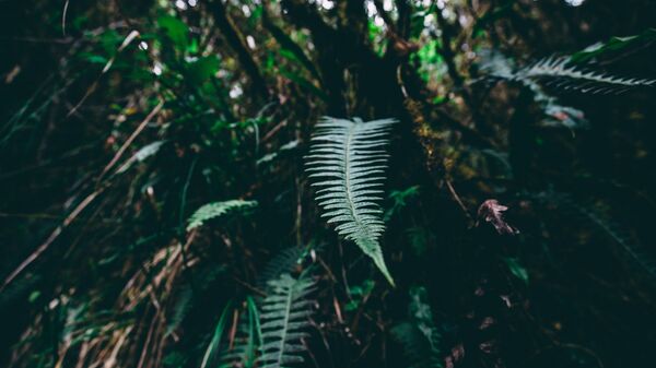 Bosque de Amazonía (imagen referencial) - Sputnik Mundo