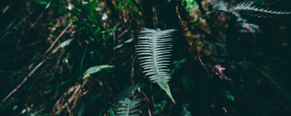 Bosque de Amazonía (imagen referencial) - Sputnik Mundo