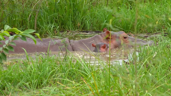 Hipopótamos que pertenecieron a la Hacienda Nápoles de Pablo Escobar hacen peligrar el ecosistema colombiano - Sputnik Mundo