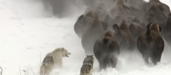 Atrápame si puedes: tres lobos dan caza a un rebaño de búfalos Atrápame si puedes: tres lobos dan caza a un rebaño de búfalos - Sputnik Mundo