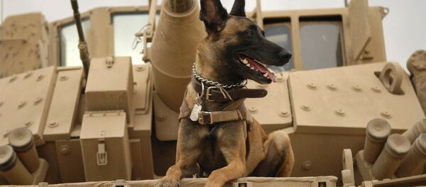 Un pastor belga Un pastor belga - Sputnik Mundo