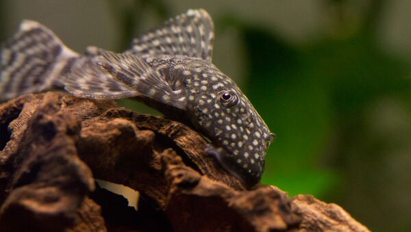 Un pez gato, foto de archivo - Sputnik Mundo