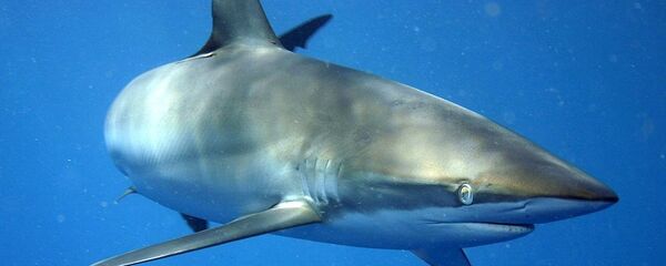 Un tiburón limón - Sputnik Mundo