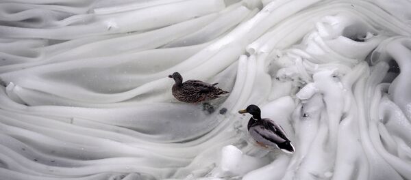 Un macho y una hembra de patos en el hielo del río Moskova - Sputnik Mundo