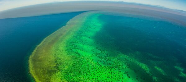 La Gran Barrera de Coral, en peligro mortal - Sputnik Mundo