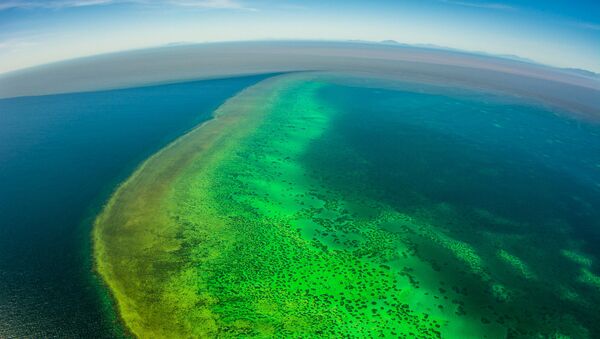 La Gran Barrera de Coral, en peligro mortal - Sputnik Mundo