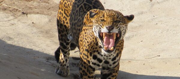 Un jaguar, imagen referencial - Sputnik Mundo