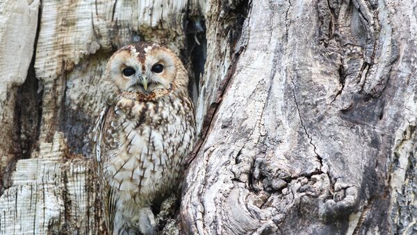 Un búho - Sputnik Mundo