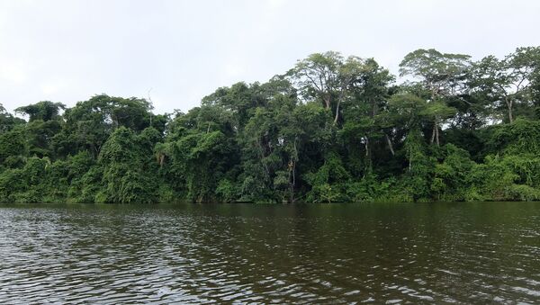 Tambopata, Madre de Dios, Perú - Sputnik Mundo