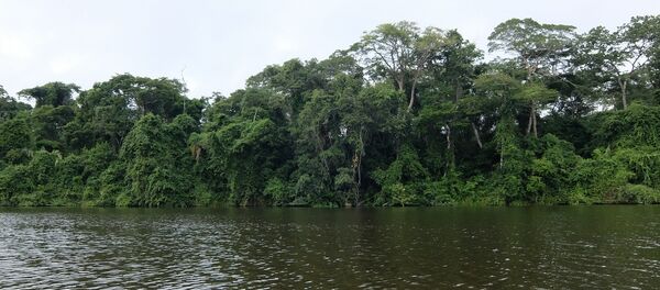 Tambopata, Madre de Dios, Perú - Sputnik Mundo