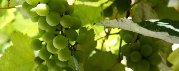 Uva Uva - Sputnik Mundo