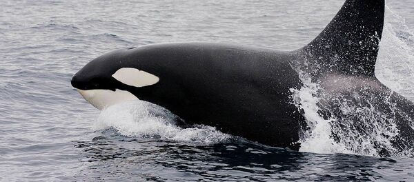 Una orca - Sputnik Mundo