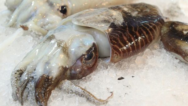 Una sepia (imagen referencial) - Sputnik Mundo