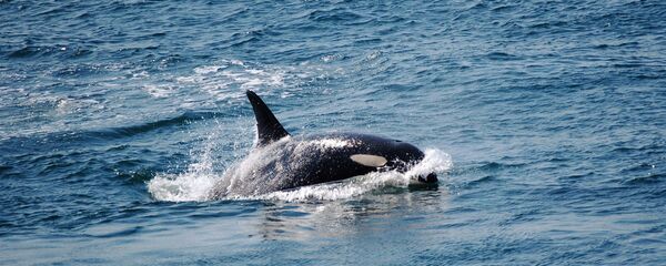 Una orca (imagen referencial) Una orca (imagen referencial) - Sputnik Mundo