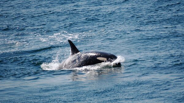 Una orca (imagen referencial) - Sputnik Mundo