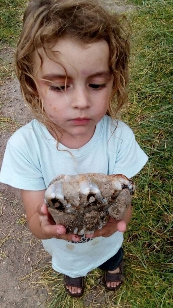 La pequeña Indira con su hallazgo: un molar de mastodonte sudamericano con más de 30.000 años de antiguedad La pequeña Indira con su hallazgo: un molar de mastodonte sudamericano con más de 30.000 años de antiguedad - Sputnik Mundo