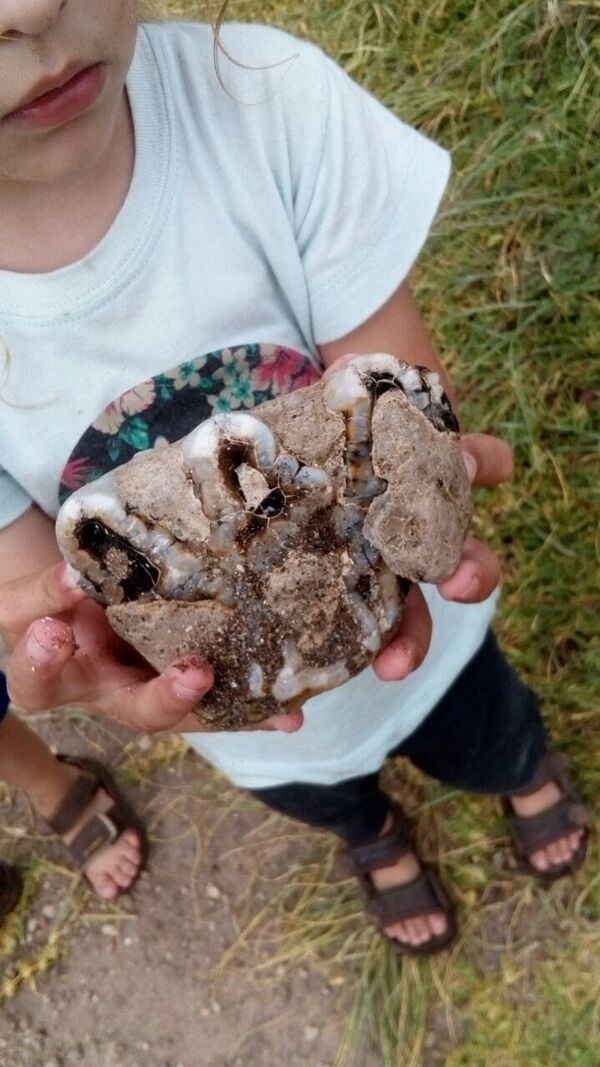 Molar de mastodonte sudamericano con más de 30.000 años de antiguedad Molar de mastodonte sudamericano con más de 30.000 años de antiguedad - Sputnik Mundo