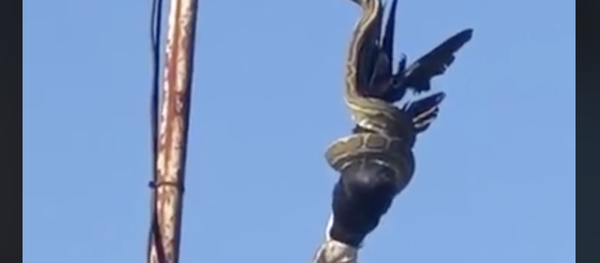 Una pitón constriñe a un cuervo desde un poste de luz (fuertes imágenes) - Sputnik Mundo