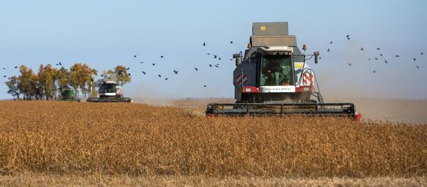 La cosecha de soja en la región de Amur (archivo) - Sputnik Mundo