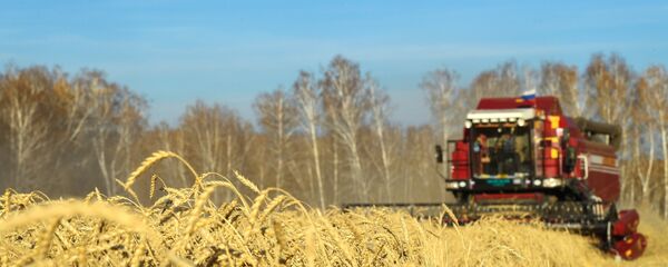 Recogida de la cosecha de trigo en Rusia - Sputnik Mundo