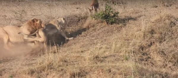 El fracaso de un león - Sputnik Mundo