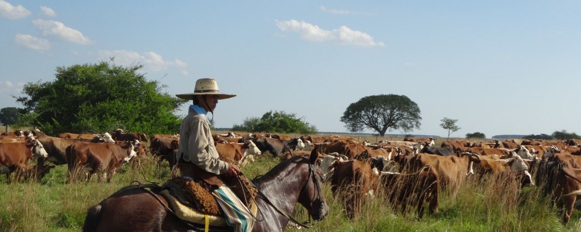 Argentina, el séptimo productor de carne vacuna del mundo en 2018 - Sputnik Mundo, 1920, 03.01.2022