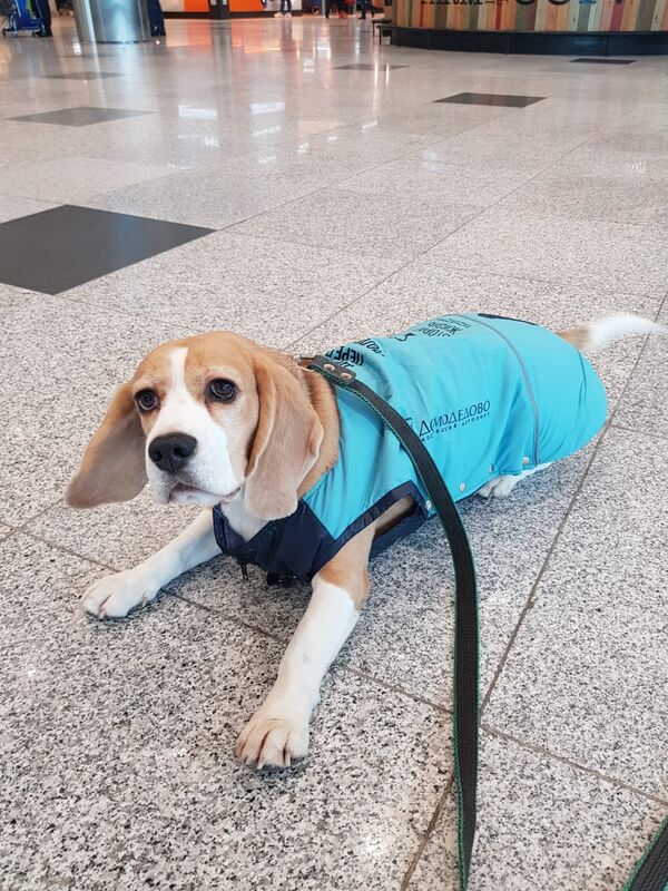 El beagle Fizzy - Sputnik Mundo