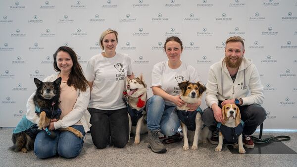 Los perros del proyecto Abraza a un amigo antes del vuelo - Sputnik Mundo