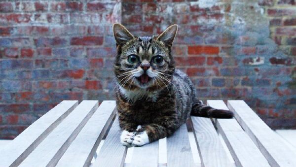 Lil Bub - Sputnik Mundo