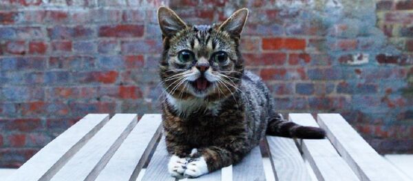 Lil Bub - Sputnik Mundo