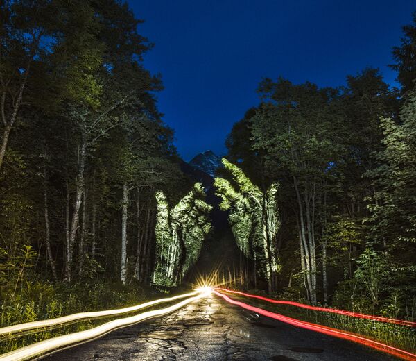 Las caras de los árboles, dibujadas con luz - Sputnik Mundo