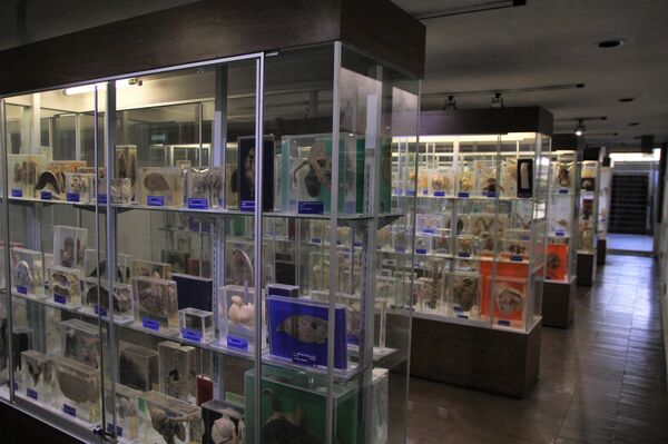 Museo de patologías en la Facultad de Medicina Veterinaria y Zootecnia de la UNAM, - Sputnik Mundo